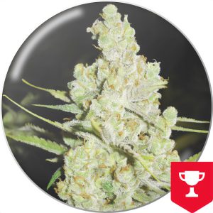 1024 Medical Seeds Semi Femminizzati cime resinose