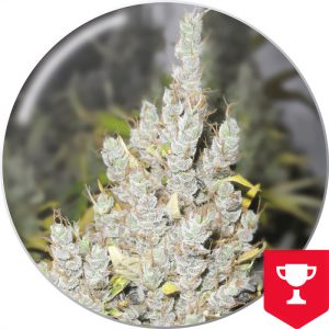 2046 Medical Seeds Semi Femminizzati cime resinose