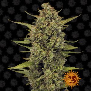 Acapulco Gold Barney's Farm Semi Femminizzati cime dorate