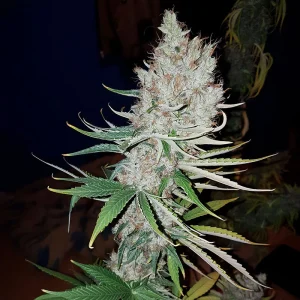 Adonis Semi CBD cime dense ricche di CBD
