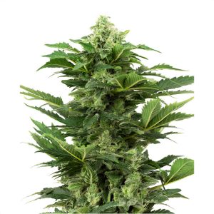 Afghan Pearl Auto Sensi Seeds Semi CBD cime dense