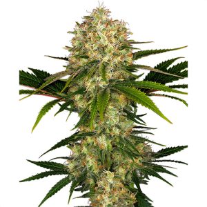 Afghani 1 Sensi Seeds Semi Femminizzati cime resinose