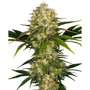 Afghani 1 Sensi Seeds Semi Regolari pianta madre