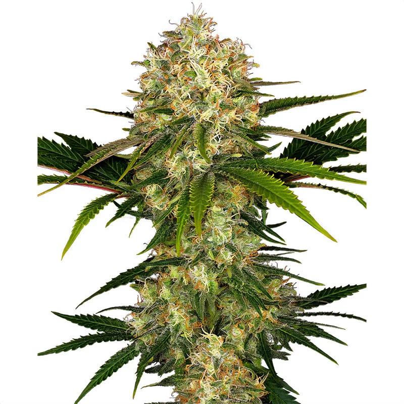 Afghani 1 Sensi Seeds Semi Regolari pianta madre