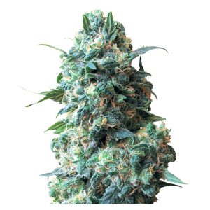 Afghani Kush Semi Femminizzati cime resinose