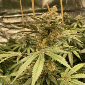 Aja Semi CBD cime dense ricche di CBD