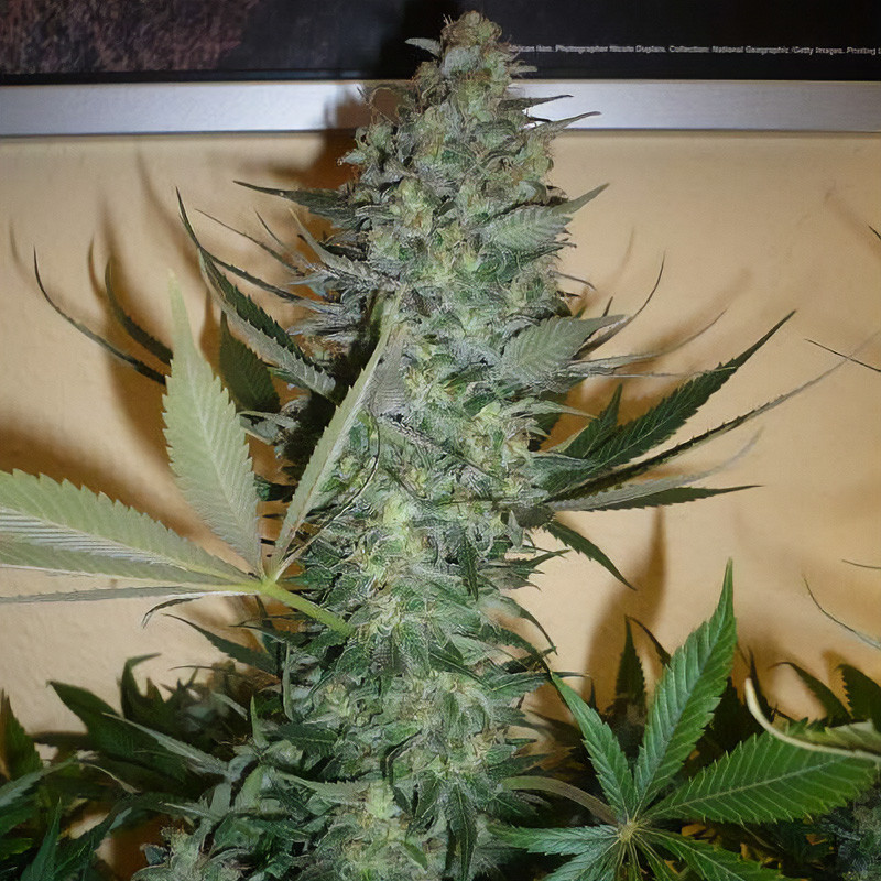 AK-47 Semi Femminizzati, vista 2