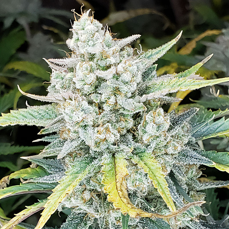AK-Auto - FastBuds - Semi Autofiorenti, vista 2