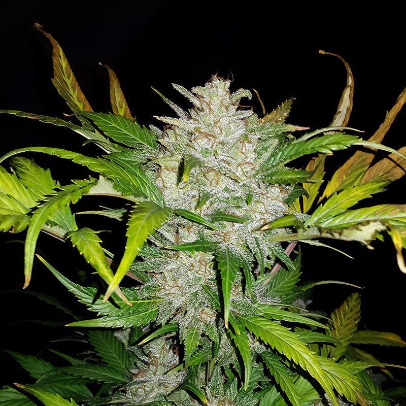 AK-Auto - FastBuds - Semi Autofiorenti, vista 3