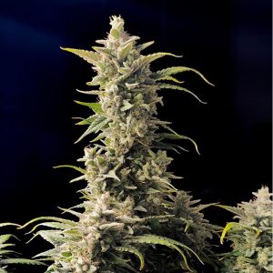 AK-Auto FastBuds Semi Autofiorenti cime resinose