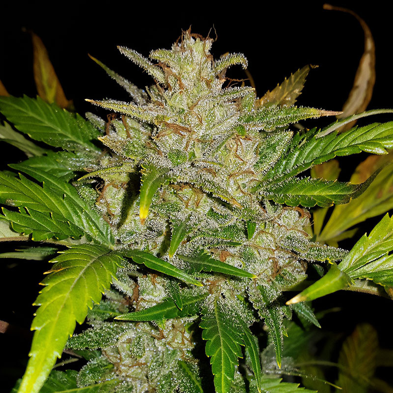 AK-Auto - FastBuds - Semi Autofiorenti, vista 4