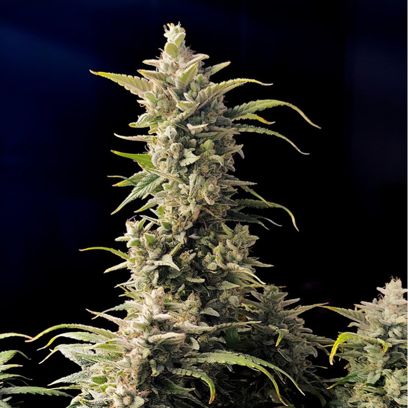 AK-Auto FastBuds Semi Autofiorenti cime resinose