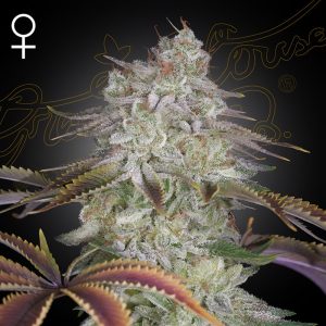 AlienZ Green House Seeds Semi Femminizzati cime resinose