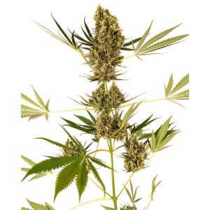 Alpine Delight Auto Sensi Seeds Semi CBD cime dense