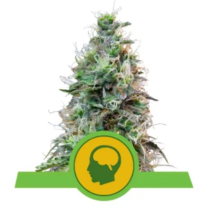 Amnesia Haze Auto Royal Queen Seeds Semi Autofiorenti cime resinose