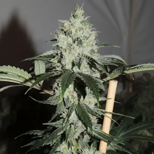 Amnesia Haze Semi Femminizzati cime resinose