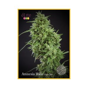 Amnesia Haze Ultra Elite Seeds Semi CBD cime resinose
