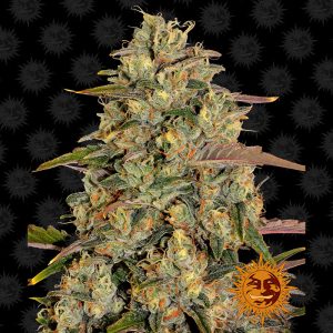 Amnesia Lemon Barney's Farm Semi Femminizzati cime resinose