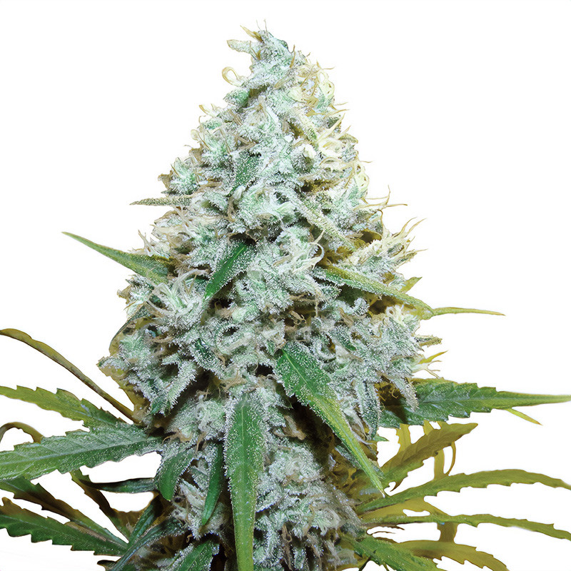 Amnesia Mac Ganja - Royal Queen Seeds - Semi Femminizzati, vista 3