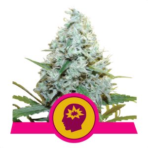 Amnesia Mac Ganja Royal Queen Seeds Semi Femminizzati cime resinose