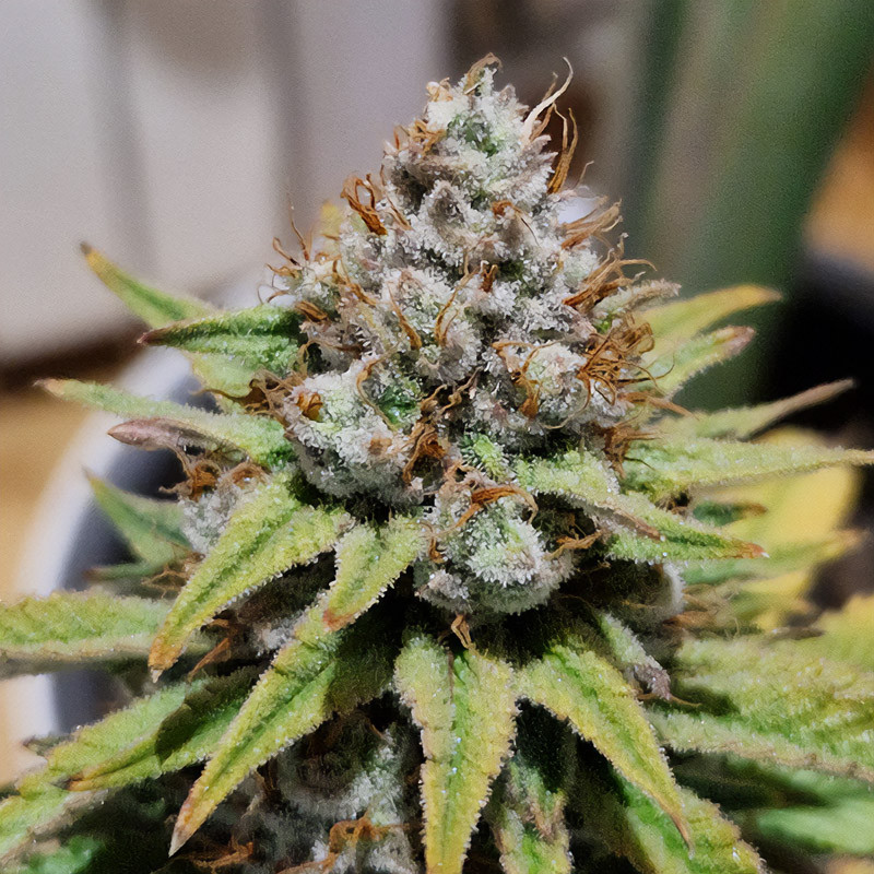 Amnesia Mac Ganja - Royal Queen Seeds - Semi Femminizzati, vista 4
