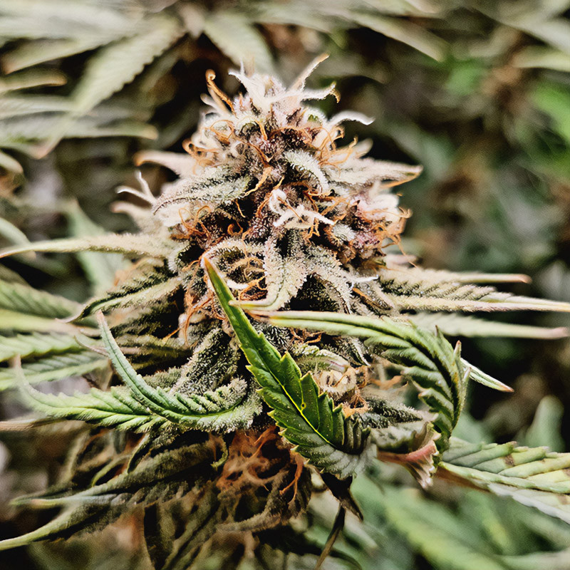 Amnesia Mac Ganja - Royal Queen Seeds - Semi Femminizzati, vista 5