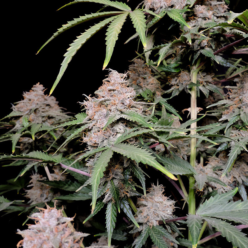 Amnesia Zkittlez Auto - FastBuds - Semi Autofiorenti, vista 2