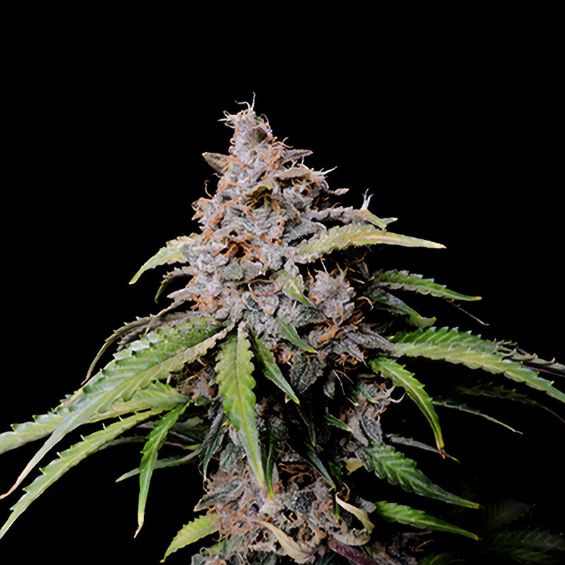 Amnesia Zkittlez Auto - FastBuds - Semi Autofiorenti, vista 3