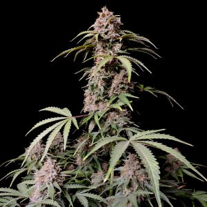 Amnesia Zkittlez Auto FastBuds Semi Autofiorenti cime resinose