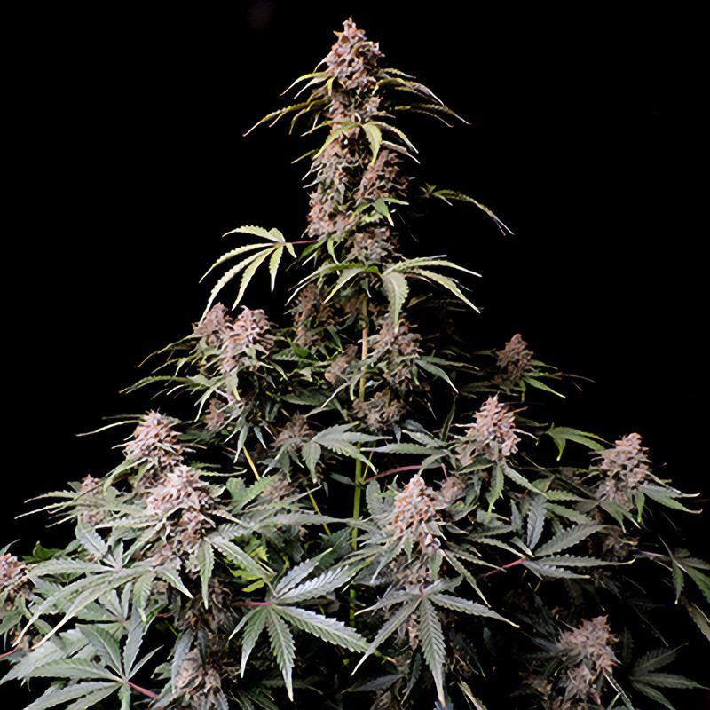 Amnesia Zkittlez Auto - FastBuds - Semi Autofiorenti, vista 4