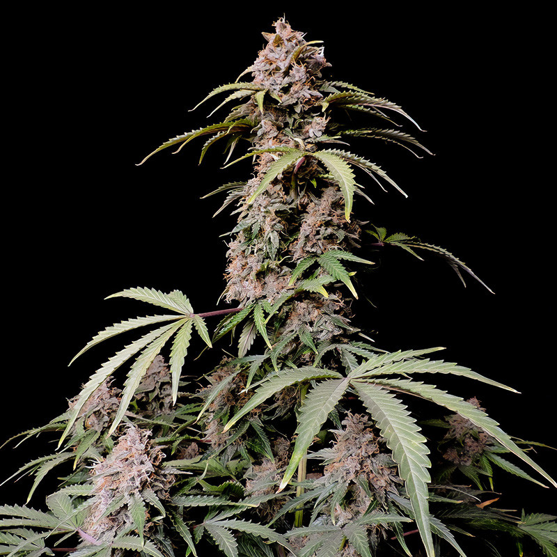 Amnesia Zkittlez Auto FastBuds Semi Autofiorenti cime resinose
