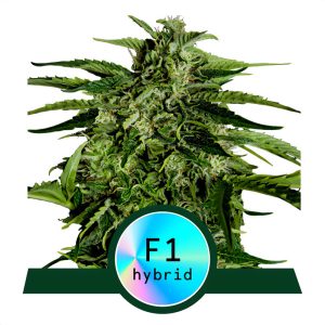 Apollo F1 Royal Queen Seeds Semi Autofiorenti cime resinose