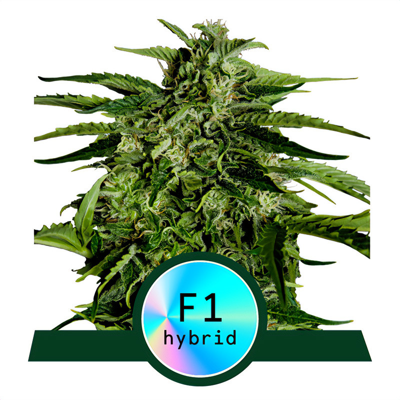 Apollo F1 Royal Queen Seeds Semi Autofiorenti cime resinose