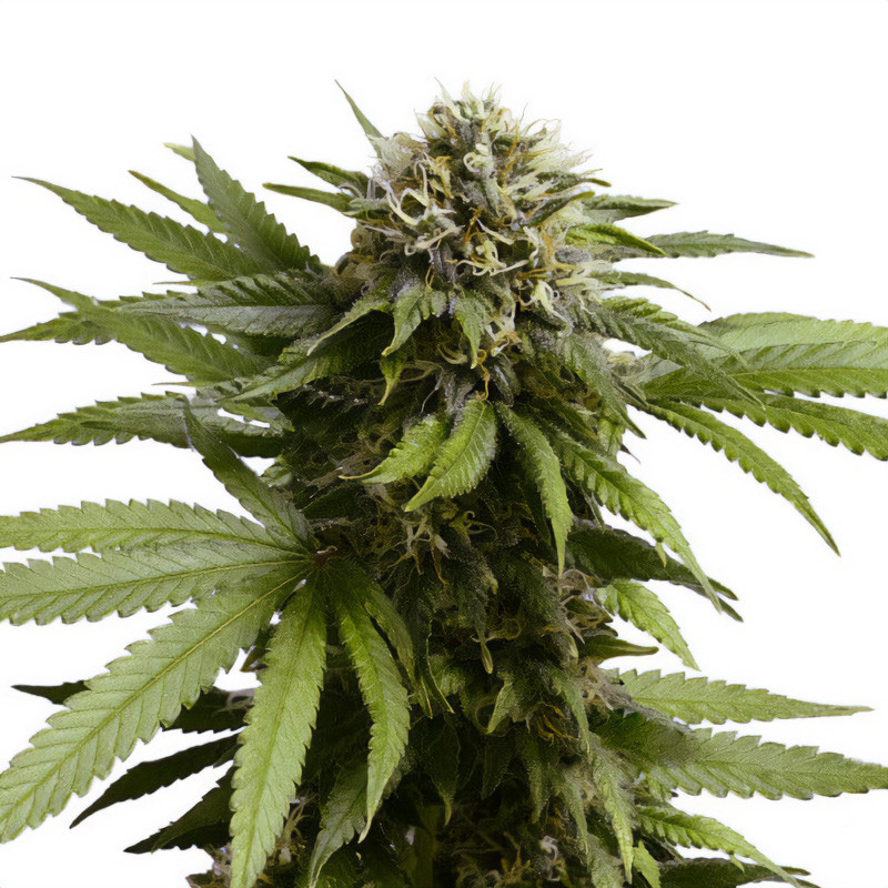 Apple Fritter Auto - Royal Queen Seeds - Semi Autofiorenti, vista 3