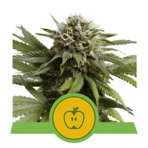 Apple Fritter Auto Royal Queen Seeds Semi Autofiorenti cime resinose