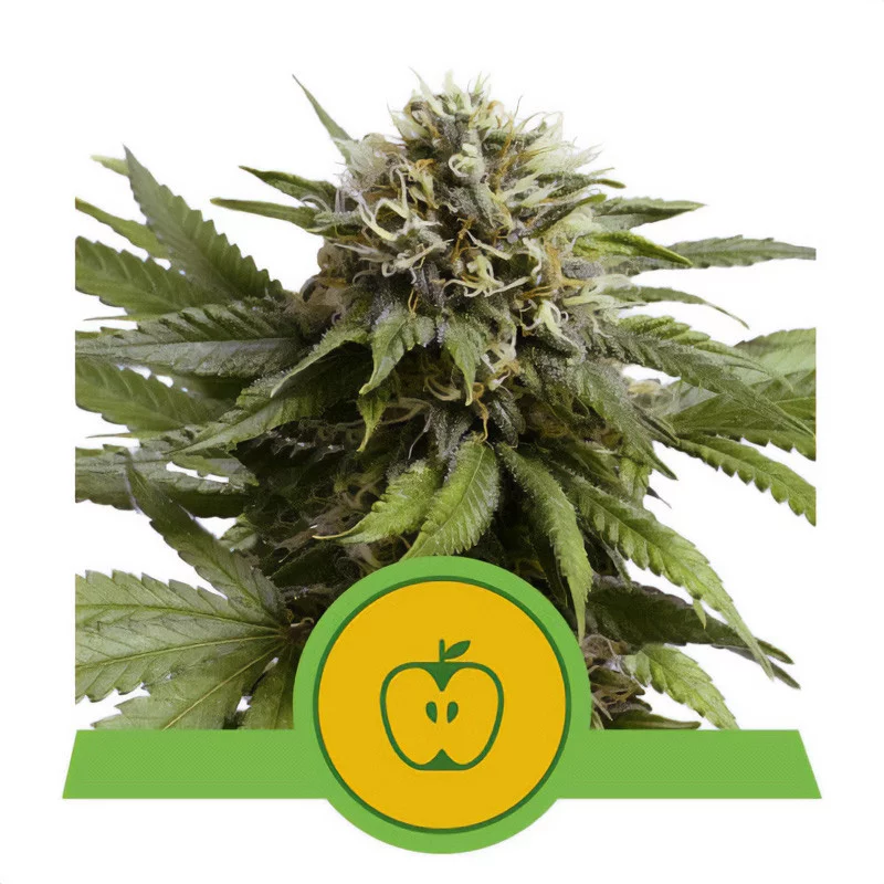 Apple Fritter Auto Royal Queen Seeds Semi Autofiorenti cime resinose