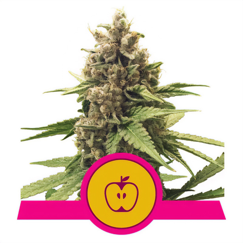 Apple Fritters Royal Queen Seeds Semi Femminizzati cime resinose