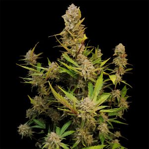 Auto Apricot FastBuds Semi Autofiorenti cime resinose