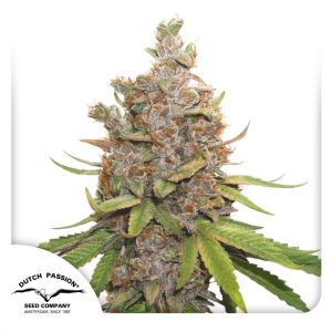 Auto Glueberry O.G. Dutch Passion Semi Autofiorenti cime resinose