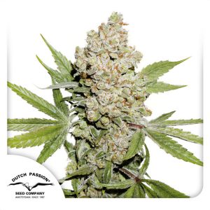Auto Lemon Kix Dutch Passion Semi Autofiorenti cime resinose