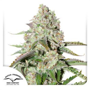 AutoColorado Cookies Dutch Passion Semi Autofiorenti cime resinose