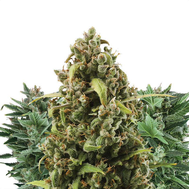 Autoflowering Mix - Royal Queen Seeds - Semi Autofiorenti, vista 3