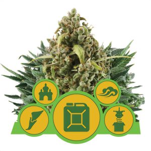 Autoflowering Mix Royal Queen Seeds Semi Autofiorenti cime resinose