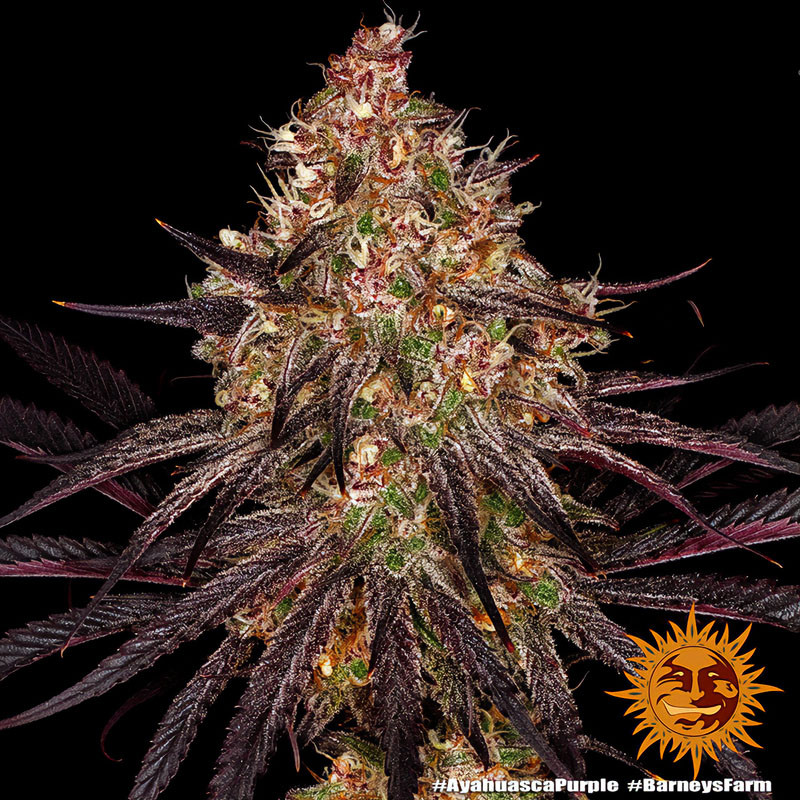 Ayahuasca Purple - Barney's Farm - Semi Femminizzati, vista 2