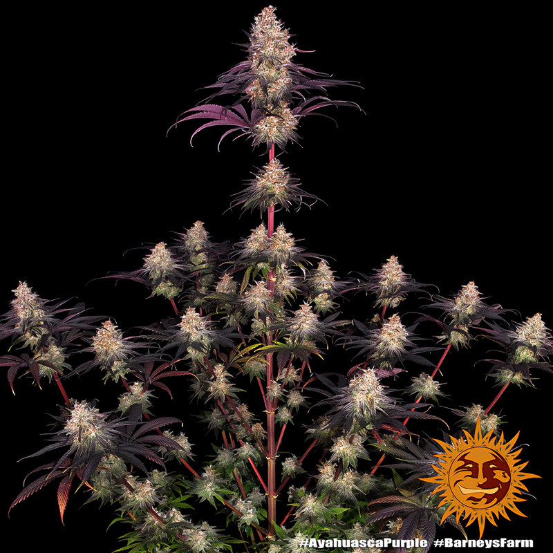 Ayahuasca Purple - Barney's Farm - Semi Femminizzati, vista 3