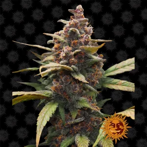 Ayahuasca Purple Barney's Farm Semi Femminizzati cime viola