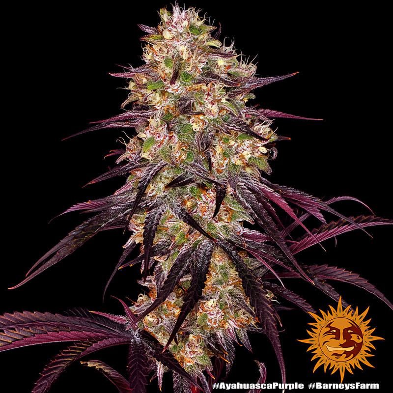 Ayahuasca Purple - Barney's Farm - Semi Femminizzati, vista 4