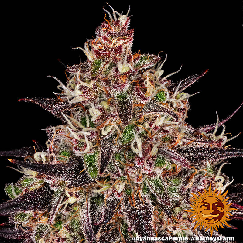 Ayahuasca Purple - Barney's Farm - Semi Femminizzati, vista 5