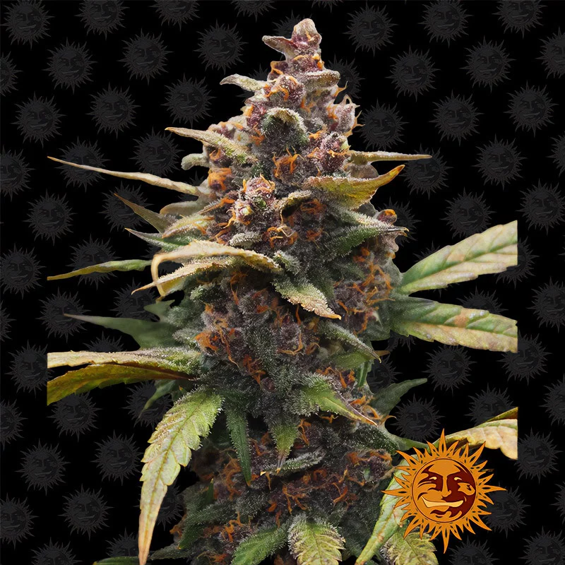 Ayahuasca Purple Barney's Farm Semi Femminizzati cime viola