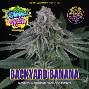 Backyard Banana Perfect Tree Semi Regolari pianta madre